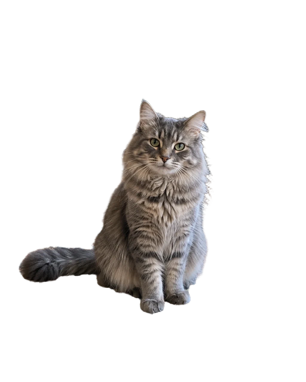 Transparent: Long-haired tabby cat sitting on a patterned rug