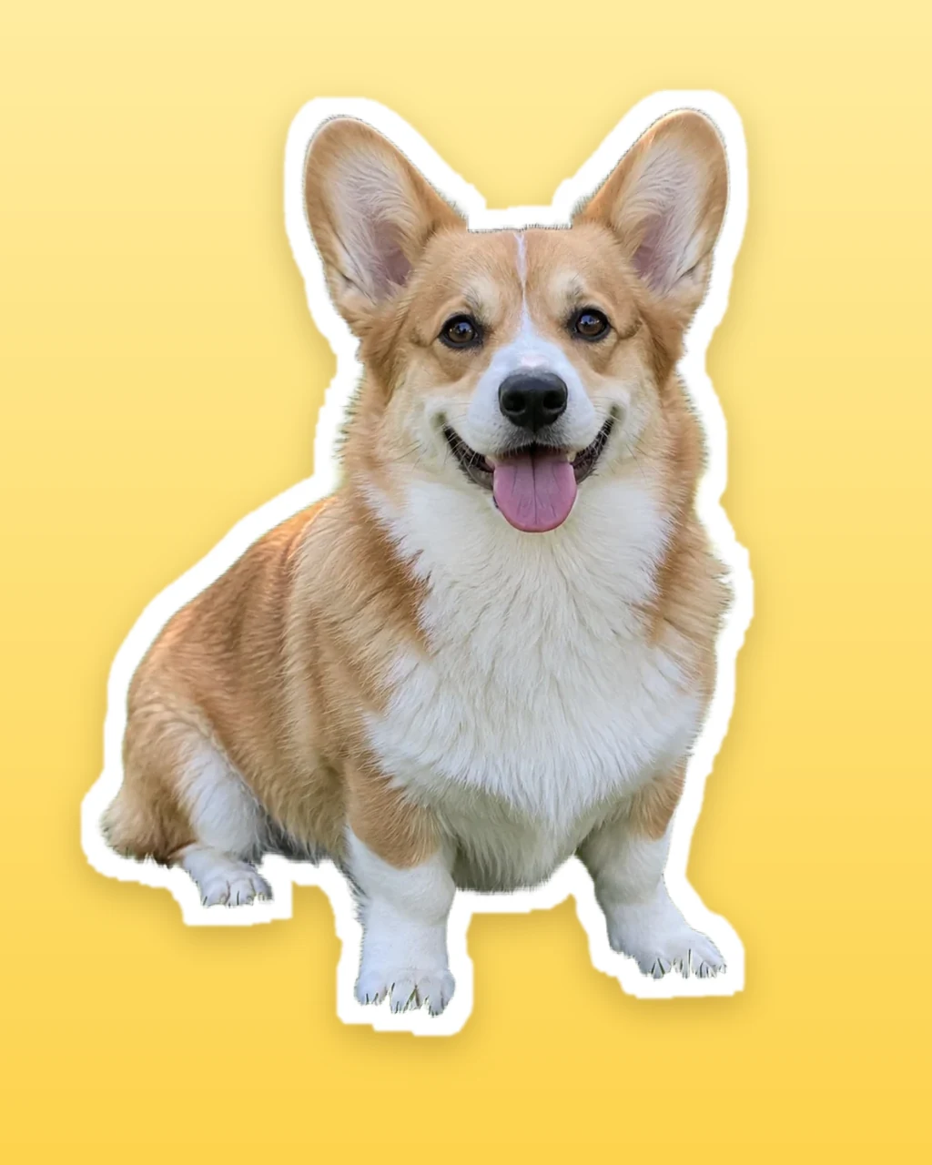 The corgi as a sticker with a white border on a yellow background