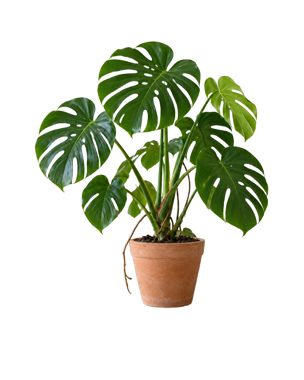 The same monstera and its pot on a pure white background